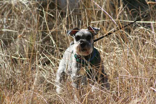 Wally enjoys a walk in the field
