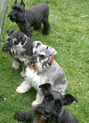 Schnauzers resting at the Schnauzer Walk