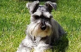 This Schnauzer needs his forever home