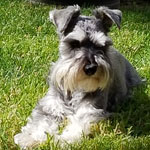 Miniature Schnauzer Rescue