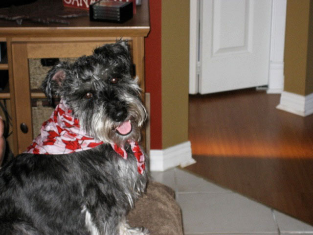 Beau in his Canada Day scarf