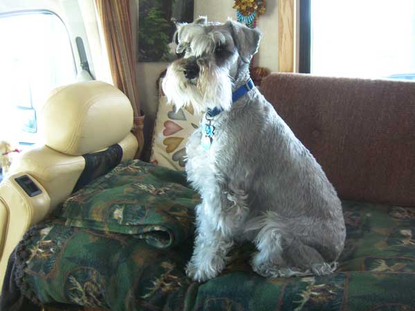 Overweight hot sale miniature schnauzer