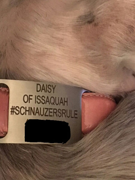 Daisy's one-of-a-kind collar