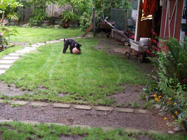 Eli at play in the yard