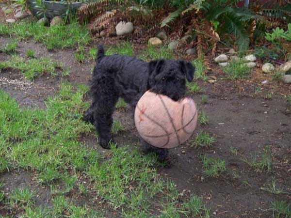 Eli grabs the ball . . .