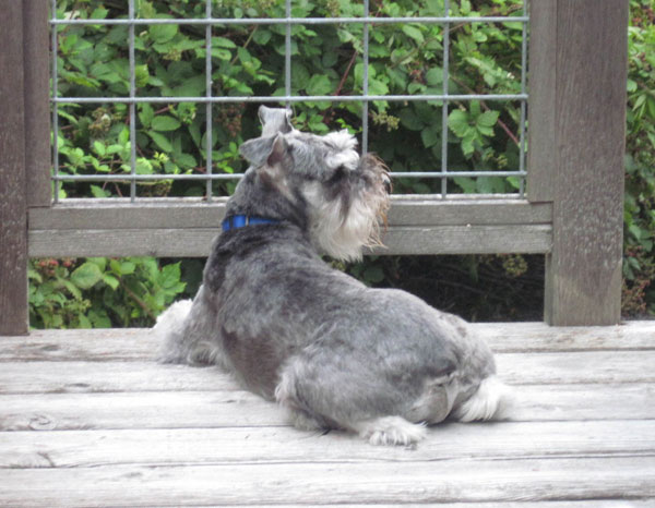 A'Lord Miniature Schnauzer