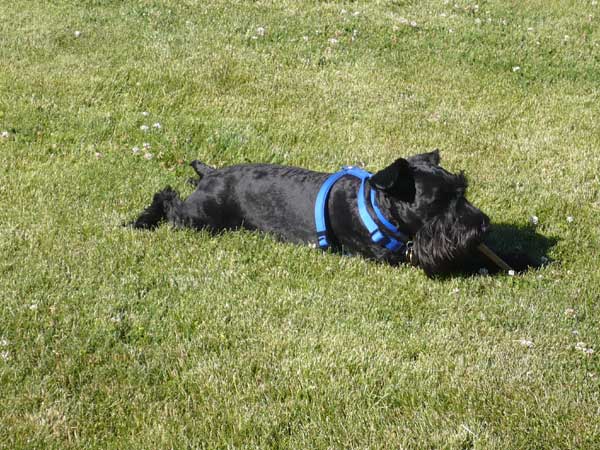 Gus at rest with his chewie