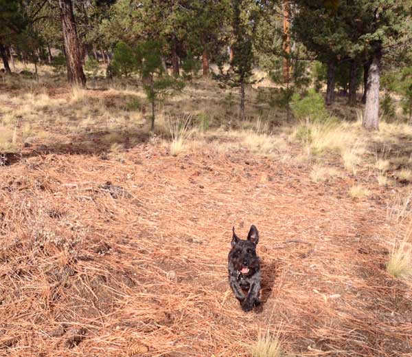 Jack, joyful boy running in the park