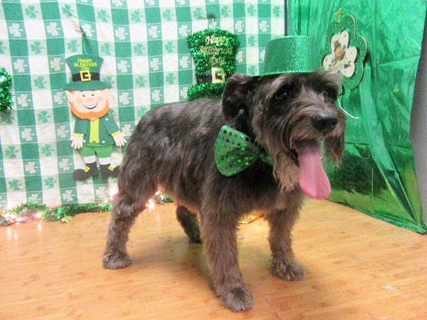 Jack in St Patrick's outfit