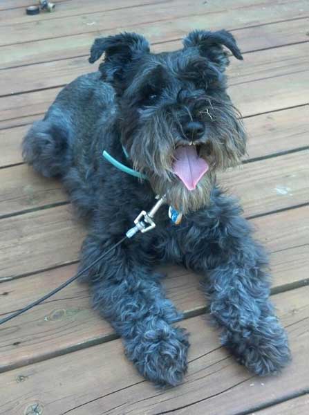 Cooper, enjoying the sunshine on the deck