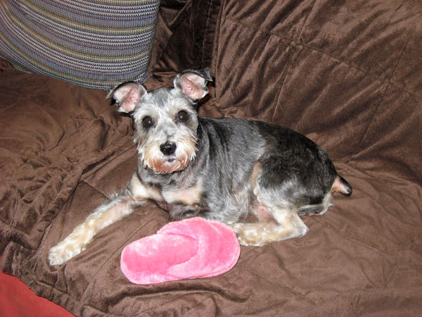 Molly carries around Linda's slipper