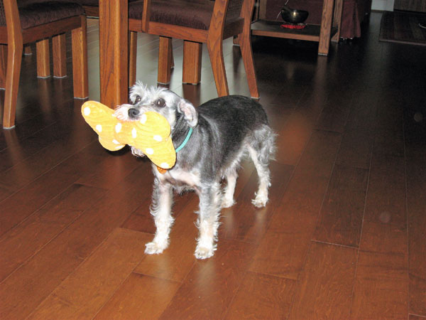 Molly loves her fuzzy yellow bone!