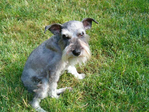 After grooming, a handsome little boy