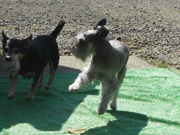 Oliver playing with friend Gizmo