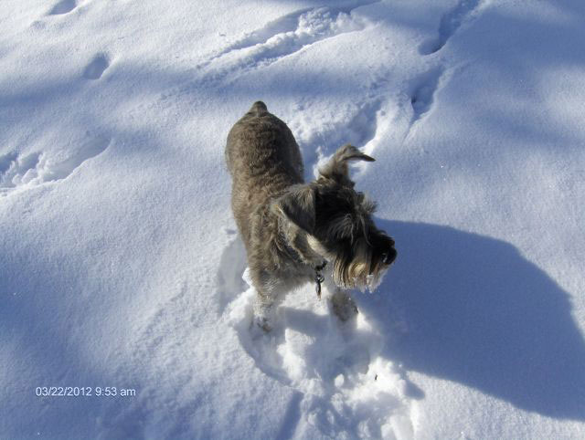 Playtime-in-the-Snow