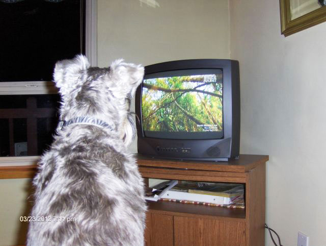 Reilly-loves-to-watch-TV