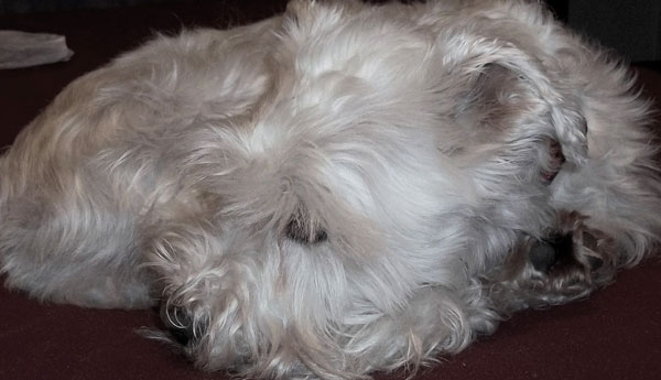 Fluffy White Snowbear Sleeps