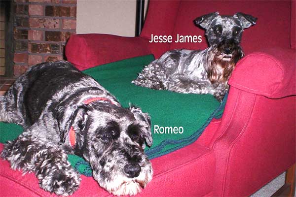 Romeo, 5 years, and Jesse James, 15 years young