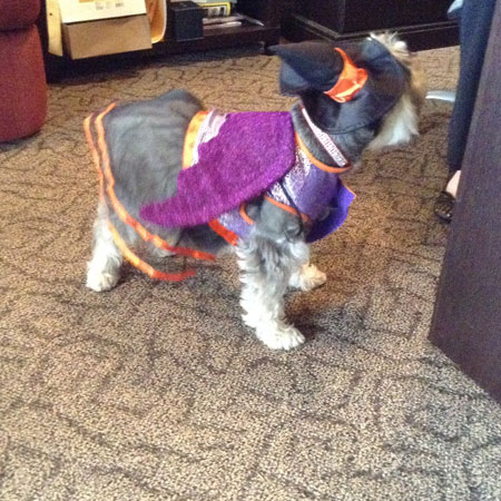 Sadie, The Schnauzer Witch